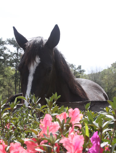 Fun stuff for the equine community